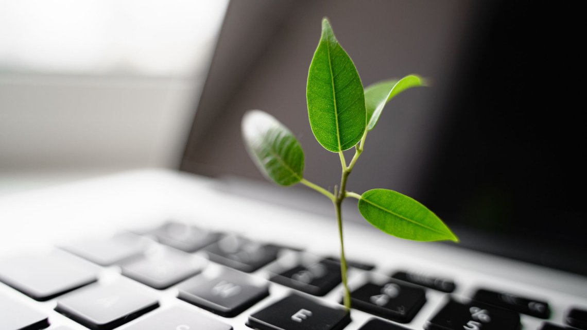 PC og plante